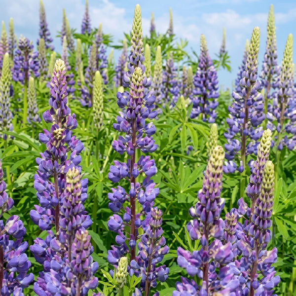 Blauwe Zoete Lupine BIO