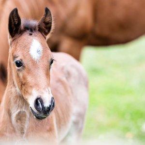 Ten Have Seeds Horse Star Kruidenmengsel