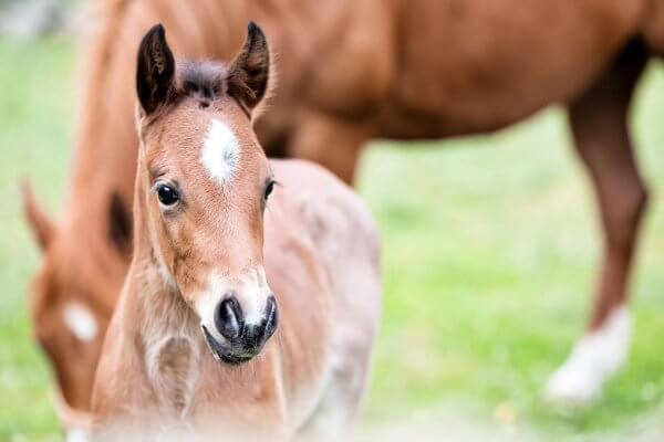 Ten Have Seeds Horse Star Kruidenmengsel