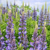 Ten Have Seeds Agri Star Blauwe zoete Lupine