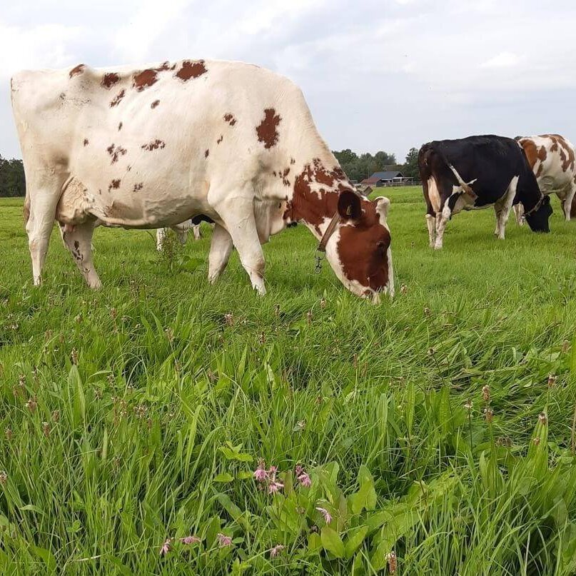 Ten Have Seeds Field Star Gras- Kruidenmix Extra