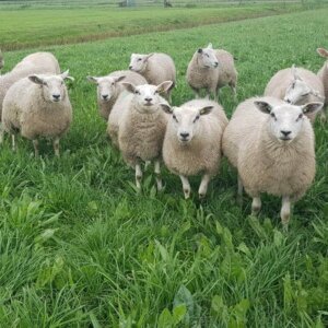 Ten Have Seeds Field Star kruidenmix Schaap/Geit