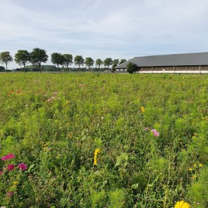 Ten Have Seeds, Agri Star Functionele Agro Biodiversiteit (FAB) mengsel