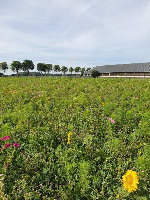 Ten Have Seeds, Agri Star Functionele Agro Biodiversiteit (FAB) mengsel