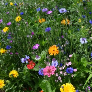 Ten Have Seeds Green Star Fris en Fleurig