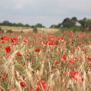 Ten Have Seeds Klaproos Papaver rhoeas