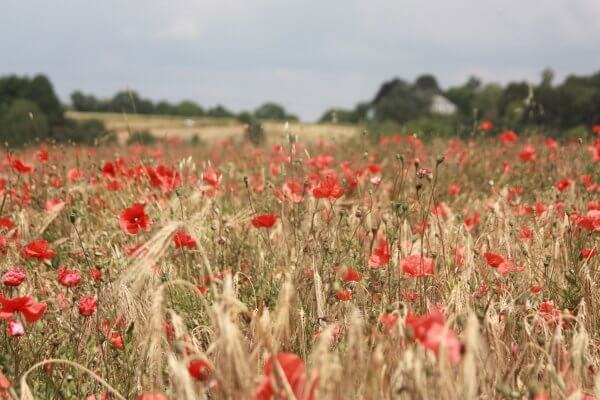 Ten Have Seeds Klaproos Papaver rhoeas