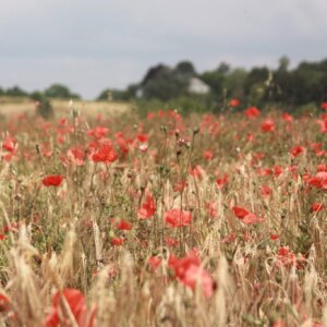 Ten Have Seeds Klaproos Papaver rhoeas