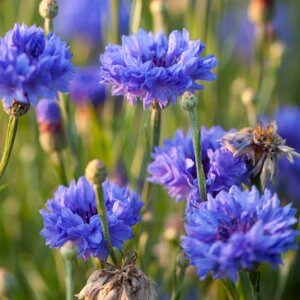 Ten Have Seeds Korenbloem Centaurea jacea