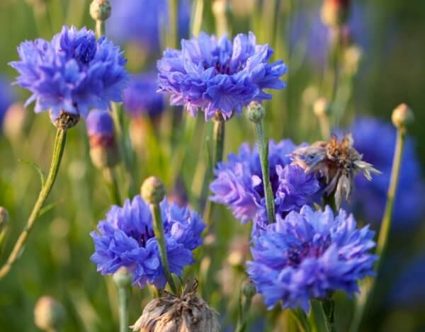 Ten Have Seeds Korenbloem Centaurea jacea