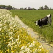 Wildakker en akkerrandmengsels