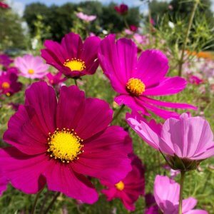 Ten Have Seeds Cosmea