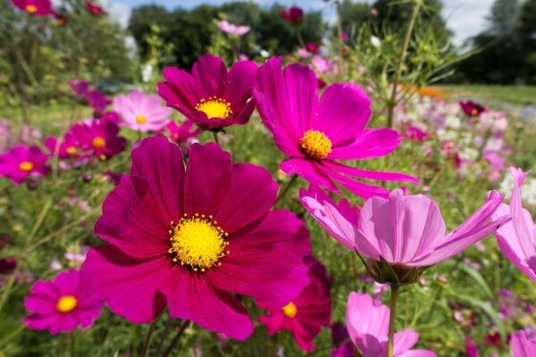 Ten Have Seeds Cosmea