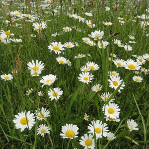 Ten Have Seeds, Margriet Chrysanthemum vernale