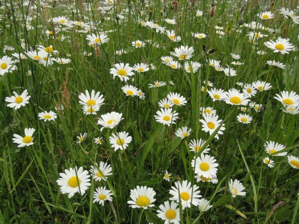 Ten Have Seeds, Margriet Chrysanthemum vernale