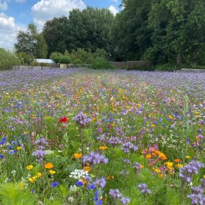 Bloemenmengsels en enkelvoudige bloemen