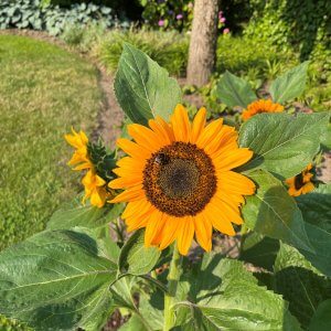 Ten Have Seeds, Zonnebloem laag, Helianthus annuus