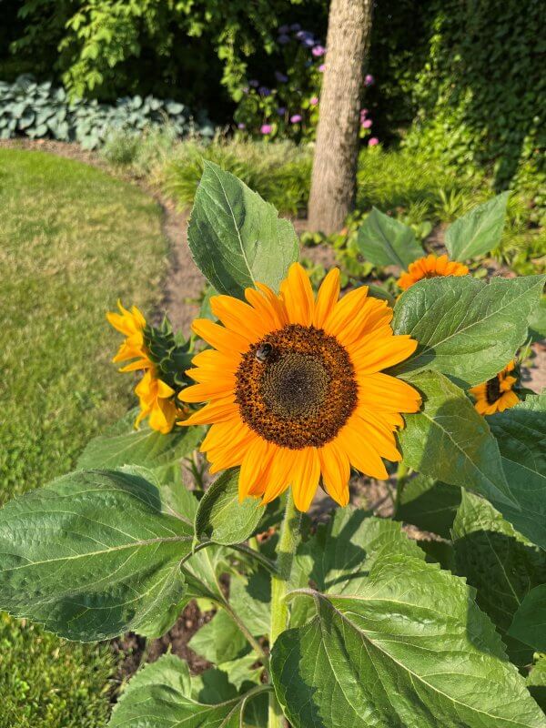 Ten Have Seeds, Zonnebloem laag, Helianthus annuus