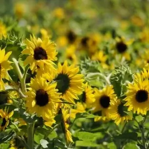 Ten Have Seeds, Zonnebloem hoog, Helianthus annuus